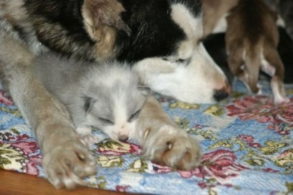 Familia prietenoasă de husky, vulpe, râs și vulpe arctic