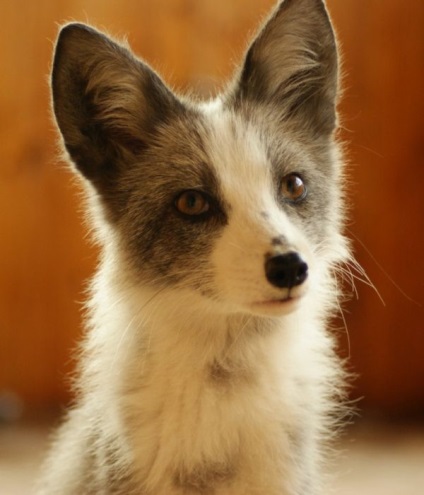 Barátságos kis családi husky, róka, a hiúz és a róka