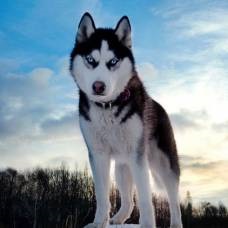 Barátságos kis családi husky, róka, a hiúz és a róka