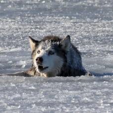 Familia prietenoasă de husky, vulpe, râs și vulpe arctic