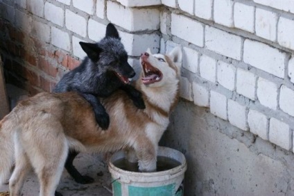 Barátságos kis családi husky, róka, a hiúz és a róka