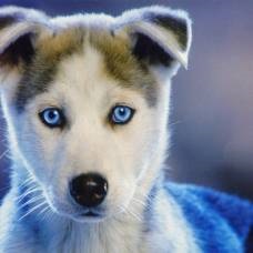 Familia prietenoasă de husky, vulpe, râs și vulpe arctic