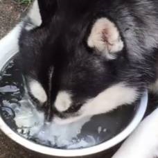 Familia prietenoasă de husky, vulpe, râs și vulpe arctic