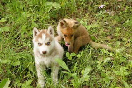 Familia prietenoasă de husky, vulpe, râs și vulpe arctic