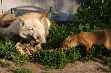 Familia prietenoasă de husky, vulpe, râs și vulpe arctic
