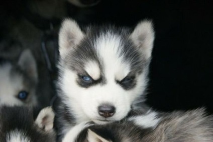 Familia prietenoasă de husky, vulpe, râs și vulpe arctic