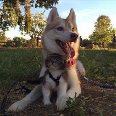 Barátságos kis családi husky, róka, a hiúz és a róka