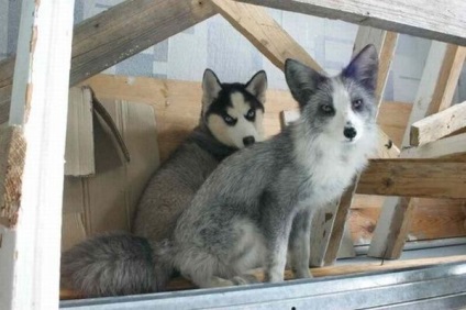 Familia prietenoasă de husky, vulpe, râs și vulpe arctic