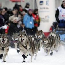 Familia prietenoasă de husky, vulpe, râs și vulpe arctic