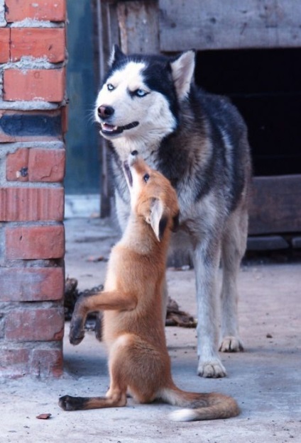 Familia prietenoasă de husky, vulpe, râs și vulpe arctic