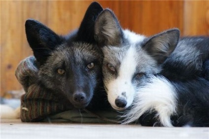 Barátságos kis családi husky, róka, a hiúz és a róka