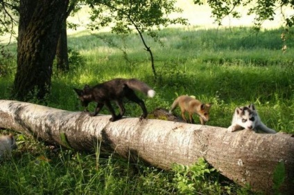 Barátságos kis családi husky, róka, a hiúz és a róka