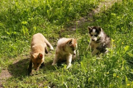 Familia prietenoasă de husky, vulpe, râs și vulpe arctic