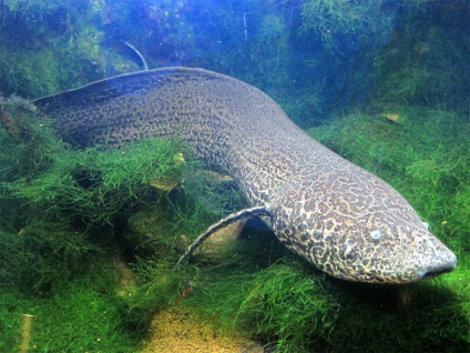 Двоякодихаючі (lepidosireniformes) фото двулегочнікообразние риби, опис зовнішній вигляд будова