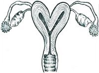 Uter dublu-coarne - cauze, simptome, diagnostic și tratament