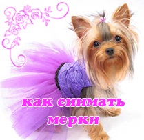 Ha a kutya ugat idegenek, Yorkshire terrier