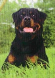 În cazul în care casa rottweiler