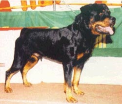 Ha az otthoni rottweiler