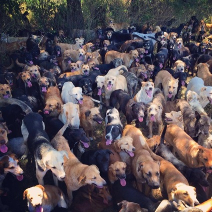Acest cuplu căsătorit a salvat 1000 de câini, pe care proprietarii i-au dat să doarmă! infomania