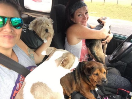 Acest cuplu căsătorit a salvat 1000 de câini, pe care proprietarii i-au dat să doarmă! infomania
