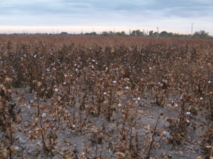 Aceasta este una dintre cele mai mari dezastre ecologice! Cât de uscată a fost uscată Marea Aral