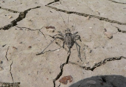 Ez az egyik legnagyobb ökológiai katasztrófa! Mivel a száraz Aral