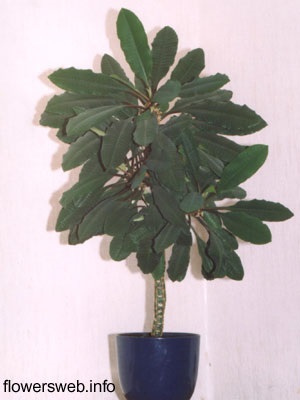 Euphorbia (spurge) - totul despre plantele din interior