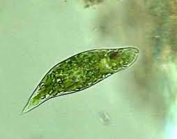 Euglena, Euglena verde