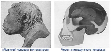 Evoluția sau creația