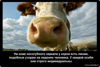 Fapte despre fotografie de vaci, fapte cognitive despre vaca în imagini, fapte foto despre vaci, eseu