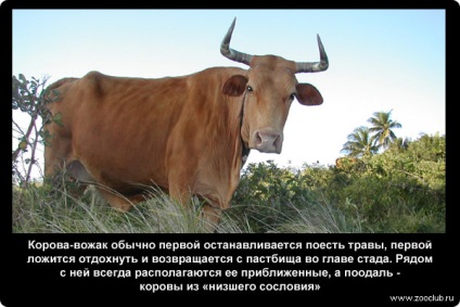 Fapte despre fotografie de vaci, fapte cognitive despre vaca în imagini, fapte foto despre vaci, eseu