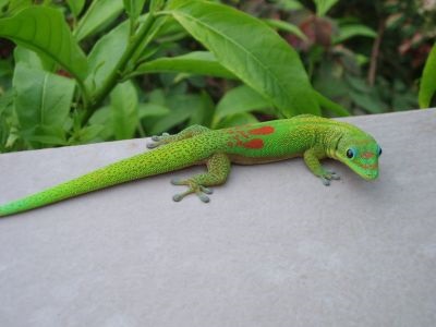 Felicitari sau gecki de zi (phelsuma)