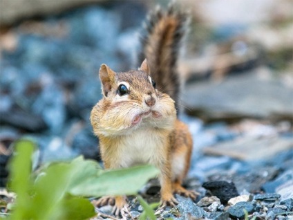 Fotografii de animale surprinse