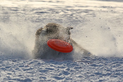 Frisbee - de ce?