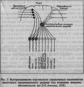 Funcția patologiei viscerale (formarea etiopatogenetică), cardiolog