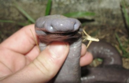 Rugalmas kígyó vagy lábatlan kétéltűek Brazíliából