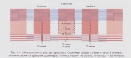 Flexibilitate, anatomie și fiziologie