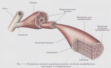 Flexibilitate, anatomie și fiziologie