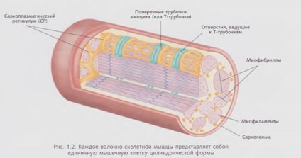 Flexibilitate, anatomie și fiziologie