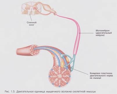 Гнучкість, анатомія і фізіологія