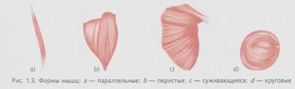 Flexibilitate, anatomie și fiziologie