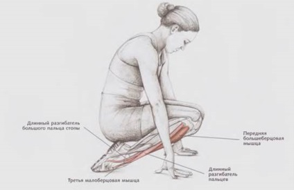 Flexibilitate, anatomie și fiziologie