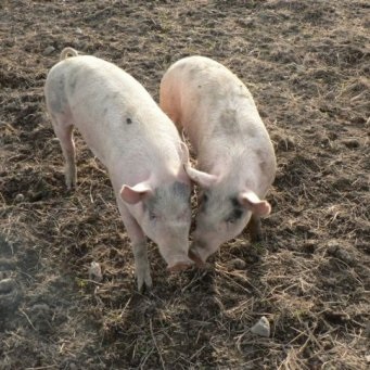 Glysty la porci, portalul principal al fermei - totul despre afaceri în agricultură