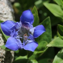 Gentian plantare și îngrijire în teren deschis, fotografie, varietate de reproducere, cultivare și combinație în