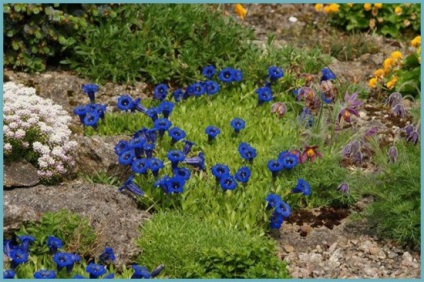 Gentian plantare și îngrijire în teren deschis, fotografie, varietate de reproducere, cultivare și combinație în