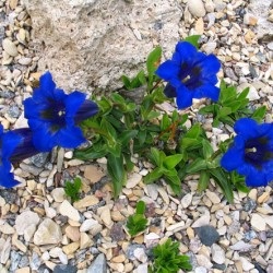 Gentian plantare și îngrijire în teren deschis, fotografie, varietate de reproducere, cultivare și combinație în