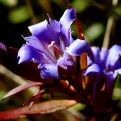 Gentian plantare și îngrijire în teren deschis, fotografie, varietate de reproducere, cultivare și combinație în