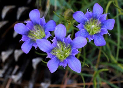 Gentian plantare și îngrijire în teren deschis, fotografie, varietate de reproducere, cultivare și combinație în