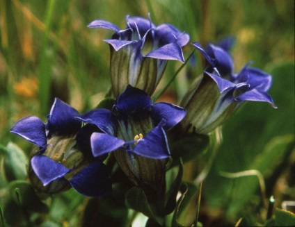 Gentian plantare și îngrijire în teren deschis, fotografie, varietate de reproducere, cultivare și combinație în