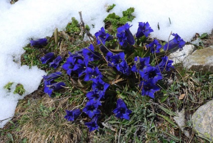 Gentian plantare și îngrijire în teren deschis, fotografie, varietate de reproducere, cultivare și combinație în